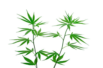 Young leaves of hemp or cannabis on a white background.