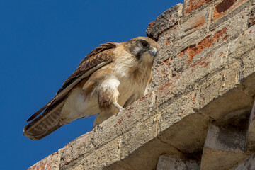 Brown Falcon in Queensland Australia