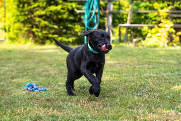 Biegnący szczeniak Labrador z językiem na wierzchu © Miosz