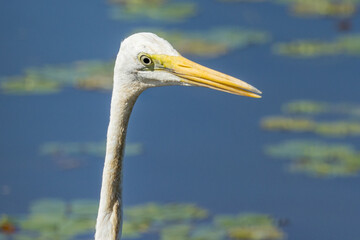 Eastern Great Egret in Queensland Australia