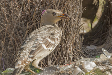 Great Bowerbird in Courtship Display in Queensland Australia