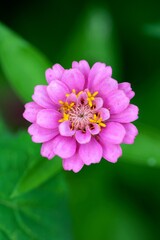 Fleur rose mauve sauvage macro nature été © mathisprod