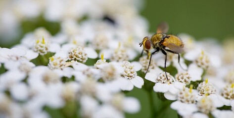 mouche macro gros plan sur une fleur 