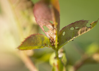 aphid on a rose