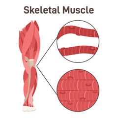 Skeletal muscle structure. Leg muscle anatomy, didactic scheme. - obrazy, fototapety, plakaty