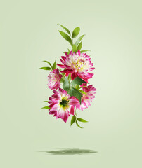 Flying pink flowers and green leaves at pale green background with shadow. Levitation. Beautiful...