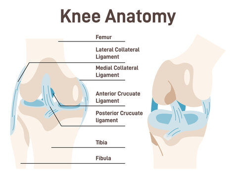 Human knee anatomy. Anatomical structure of the healthy human knee