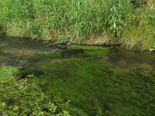 grass and water