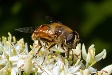 Closeup on a common drone fly, Eristalis tenax, feeding on white blackthorn flowers , prunus spinosa