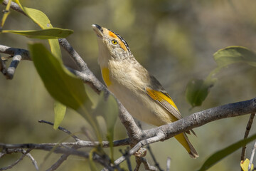 Red-browed Pardalote in Queensland Australia