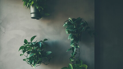 House plants on the wall