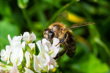 bee or honeybee on white clover flower, honey bee is in latin apis mellifera, springtime view