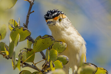 Red-browed Pardalote in Queensland Australia