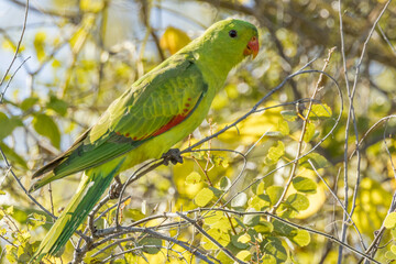 Red-winged Parrot in Queensland Australia