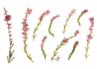 Set of flowering purple heather branches isolated on white background, top view. Hot pink heather isolated on white background. Heather branches are isolated on a white background, top view.