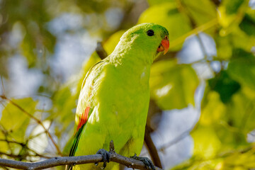 Red-winged Parrot in Queensland Australia