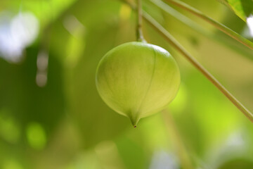 シナアブラギリの実
