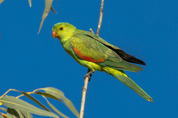 Red-winged Parrot in Queensland Australia