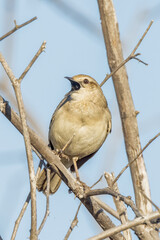 Rufous Songlark in Queensland Australia