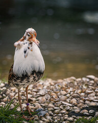 close up of Ruff standing on shells next to lake