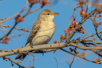 White-winged Tiller in Queensland Australia
