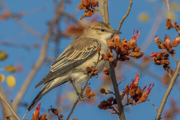 White-winged Tiller in Queensland Australia