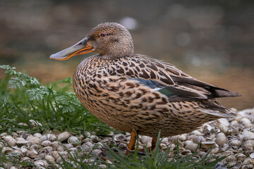 close up of shoveler duck standing on bank of lake
