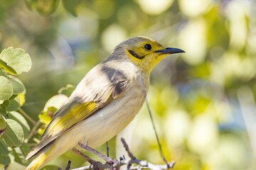 Yellow-tinted Honeyeater in Queensland Australia
