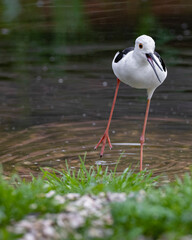 close up of a stilt bird standing in a pond lake