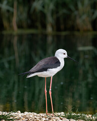 close up of a stilt bird standing at edge of pond lake