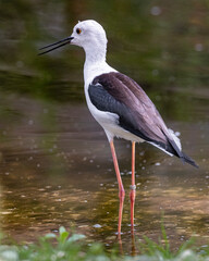 close up of a stilt bird standing in a pond lake