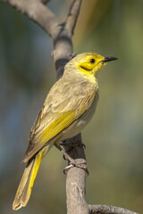 Yellow-tinted Honeyeater in Queensland Australia