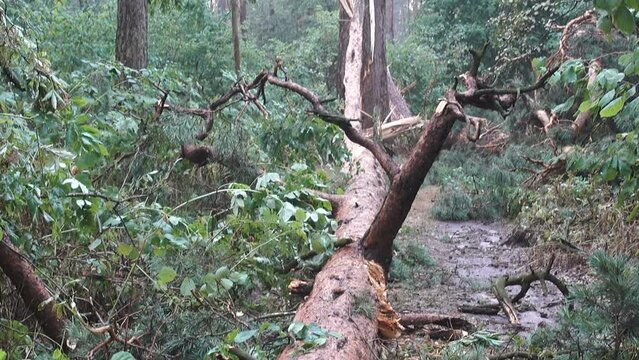 Broken fallen tree trunk in the forest after a storm.