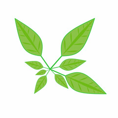 illustration of green plant leaves with different patterns