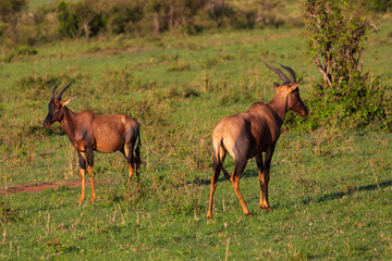 Naklejka na ściany i meble Two topi antelopes standing on the grassland in savannah. Masai Mara national park, Kenya