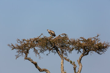 Vulture on the top of the tee with branches. Masai Mara national park. Kenya