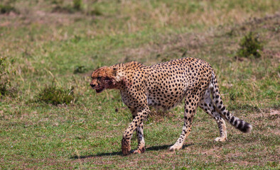 Fototapeta na wymiar Cheetah with full stomach walking after the meal on the grass in savannah. Masai Mara national park. Kenya