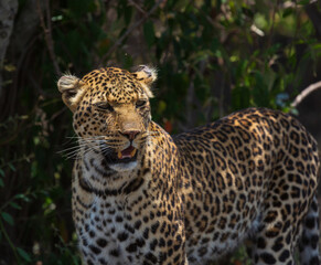 Portrait of leopard with open mouth and teeth in the bush. Masai Mara national park, Kenya