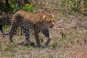 Leopard in the bush walking very close in savannah. Masai Mara national park, Kenya