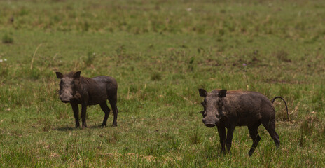 Two warthogs on the grass in savannah. Masai Mara national park, Kenya