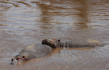Fototapeta premium Two hippos lying in the water. Masai Mara national park. Kenya