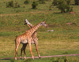 Naklejka na ściany i meble Two giraffes standing near each other on the grass in savannah and bowing their necks during the mating period. Masai Mara national park, Kenia