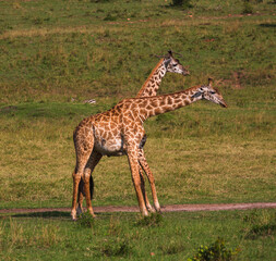 Two giraffes standing near each other on the grass in savannah and bowing their necks during the mating period. Masai Mara national park, Kenia