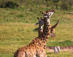 Two giraffes standing near each other on the grass in savannah and playing with their necks during the mating period. Masai Mara national park, Kenya