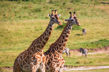 Two giraffes standing near each other on the grass in savannah during the mating period. Masai Mara national park, Kenya