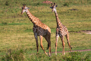 Naklejka na ściany i meble Two giraffes standing near each other on the grass in savannah during the mating period. Masai Mara national park, Kenya