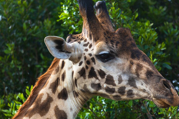 Giraffe eating tree leaves. Close-up portrait. Masai Mara national park, Kenya