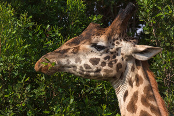 Obraz premium Giraffe eating tree leaves. Close-up portrait. Masai Mara national park, Kenya