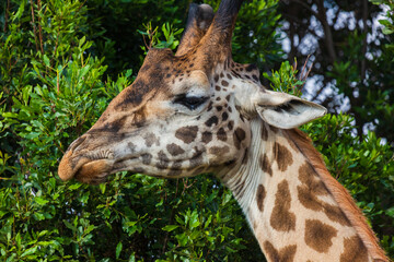 Giraffe eating tree leaves. Close-up portrait. Masai Mara national park, Kenya