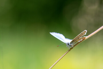 One of the many sorts of  Lycaenidae